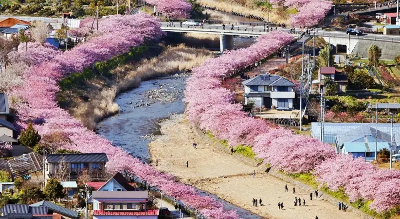 早開櫻花地點 早開櫻花地點