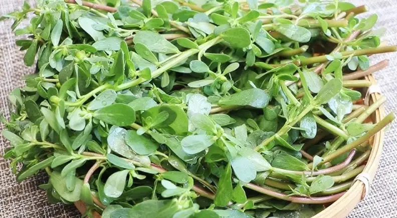 馬齒莧食用方法