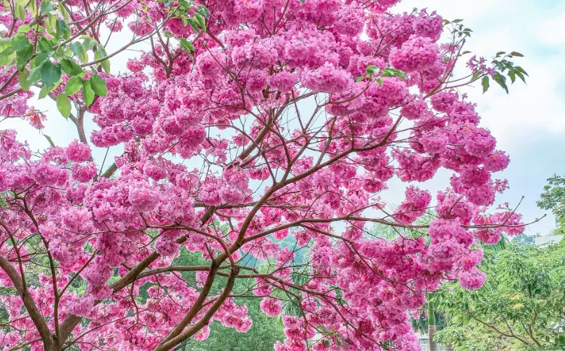 風鈴木象征意義