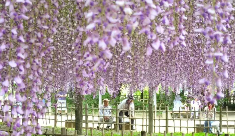 東京花季旅遊