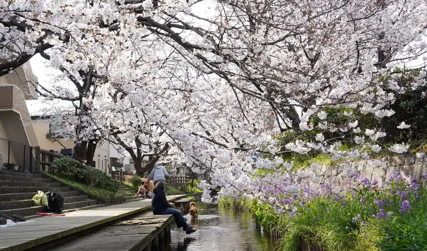東京四月底櫻花