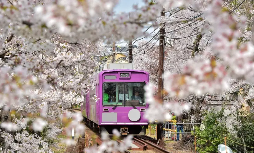 四月底賞櫻 四月底賞櫻