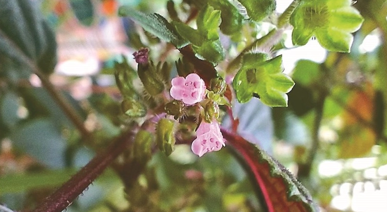 紫蘇花好處