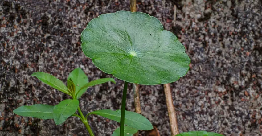銅錢草種植 銅錢草種植