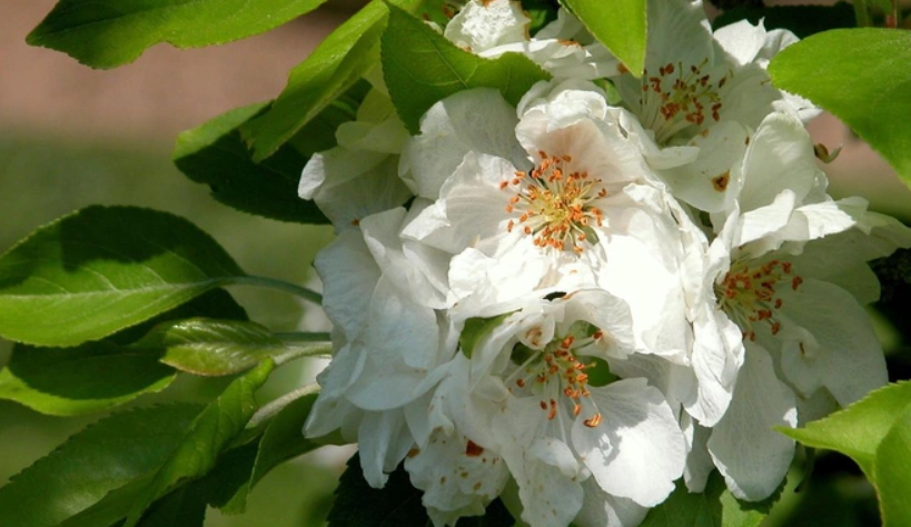 重瓣海棠花種植