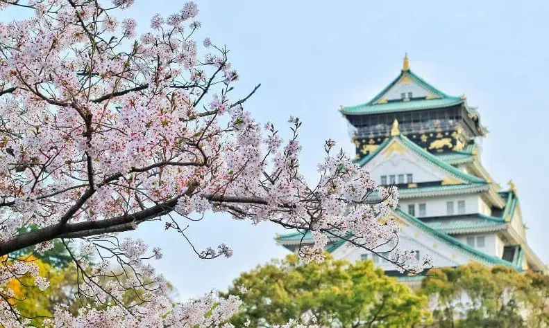 大阪櫻花預測