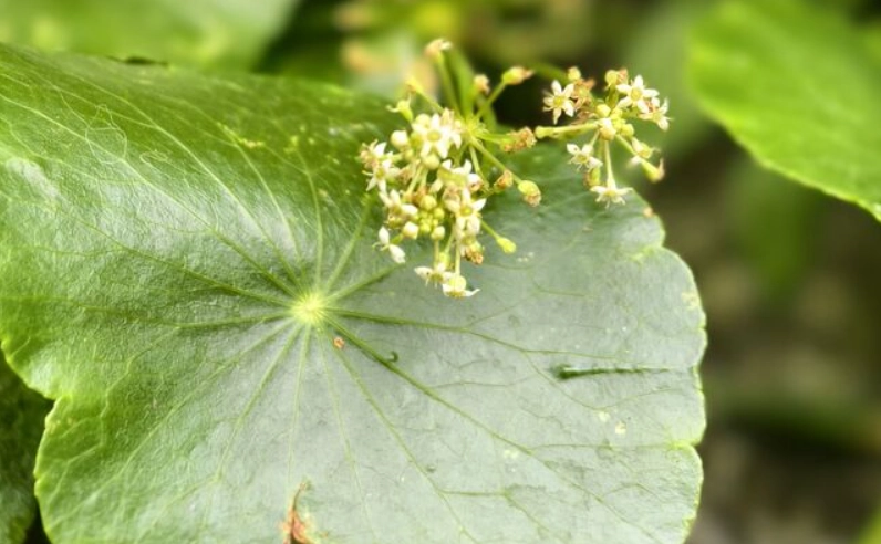 金錢草開花風水