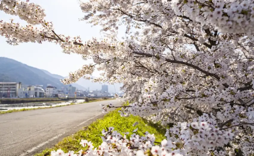 賞櫻最佳時間 賞櫻最佳時間