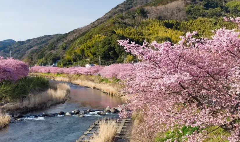 櫻花前線最早 櫻花前線最早
