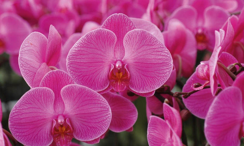 蝴蝶蘭開花方法