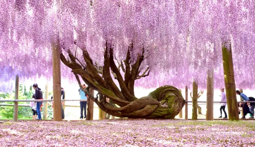 藤花名所