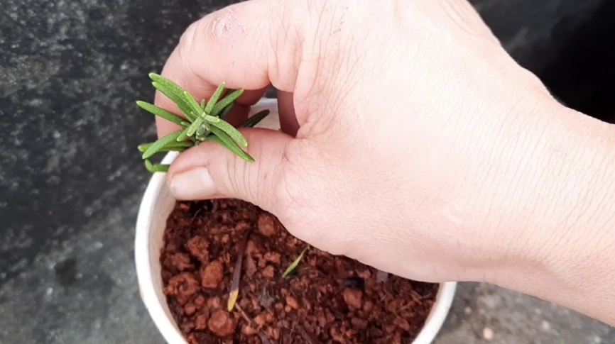 迷迭香種植指南 迷迭香種植指南