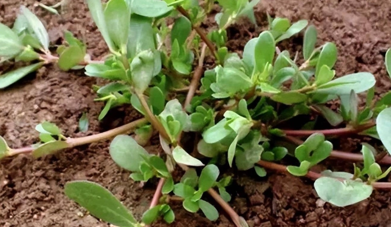 馬齒莧健康益處