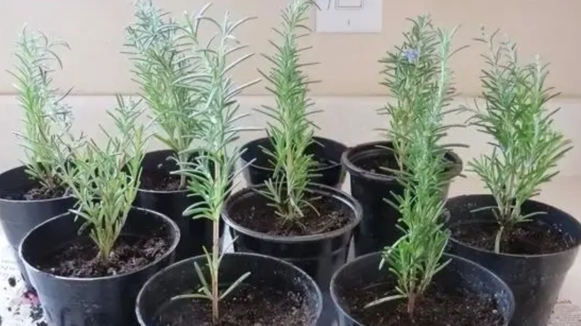 迷迭香種植指南 迷迭香種植指南