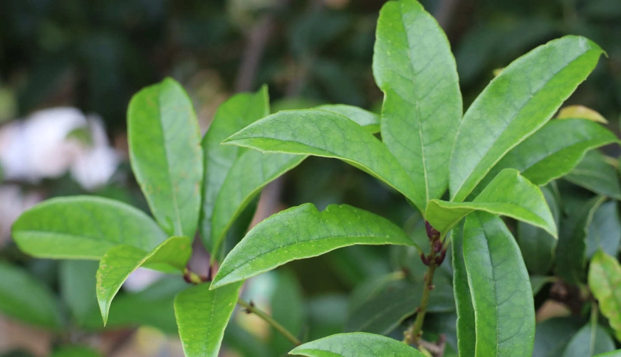 桂花葉子用途