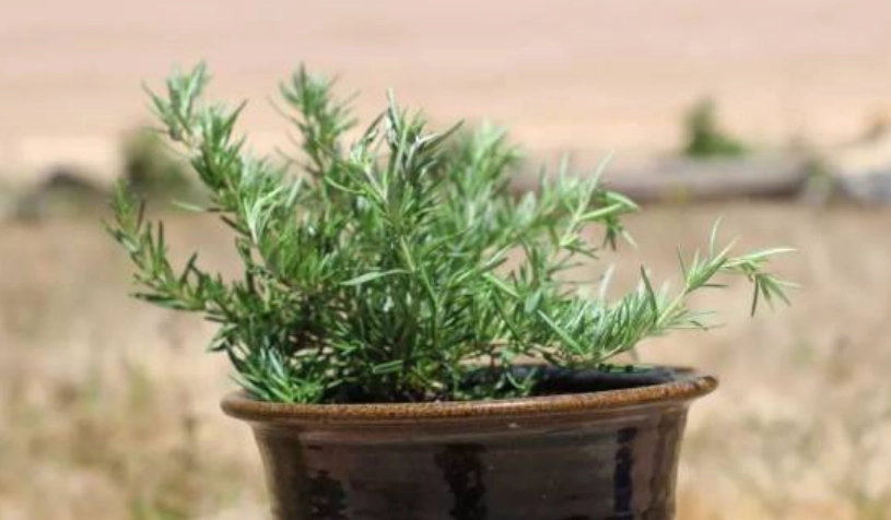 迷迭香扦插技巧 迷迭香扦插技巧