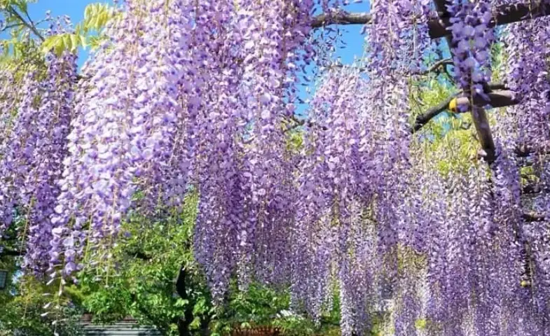 藤花名所