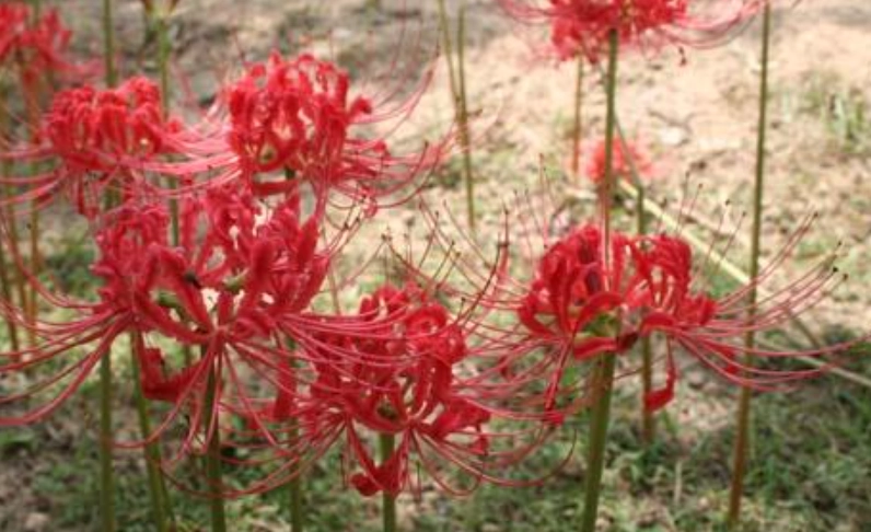紅花石蒜開花時間