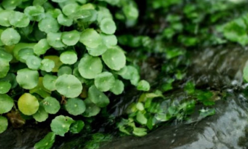 銅錢草好處 銅錢草好處