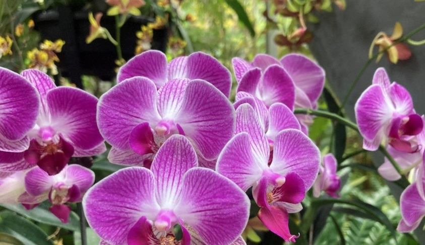 蝴蝶蘭開花方法