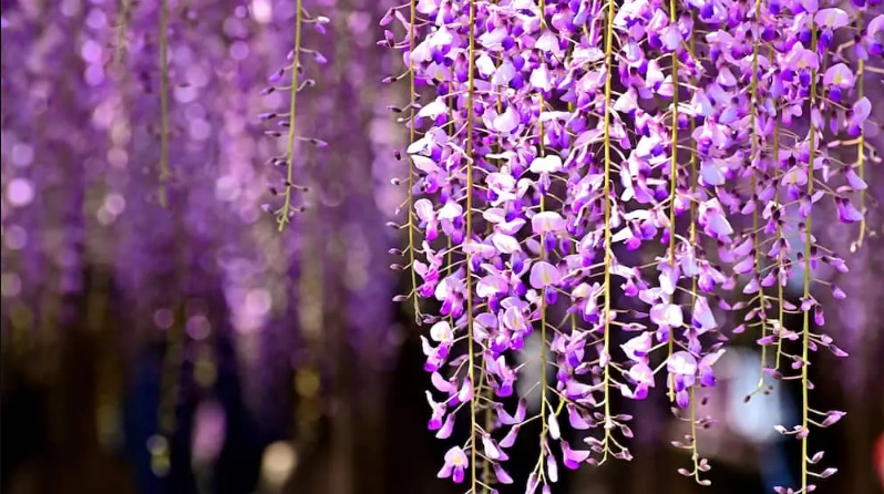 紫藤花觀光