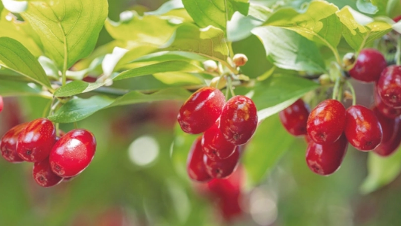 山茱萸食用注意