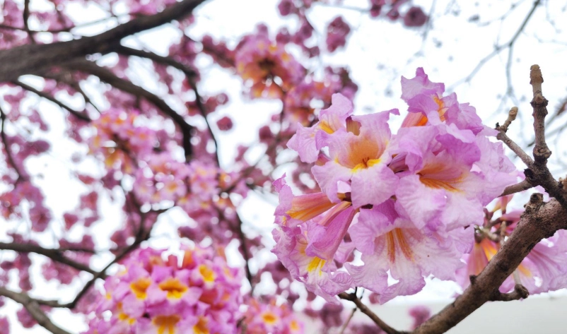 風鈴木象征意義