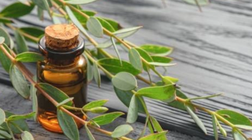 精油防蟲技巧 精油防蟲技巧