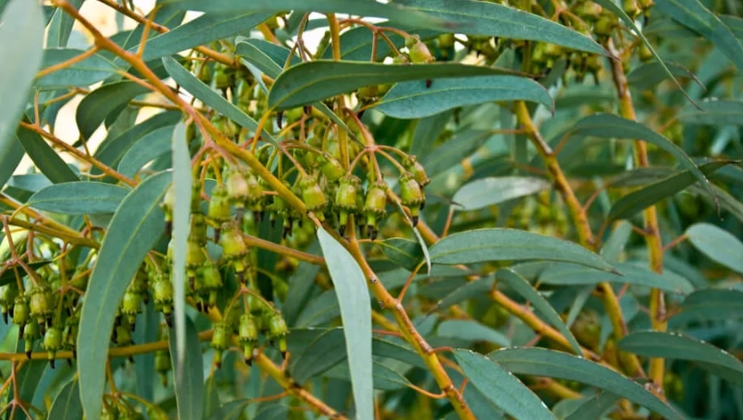 精油防蟲技巧 精油防蟲技巧