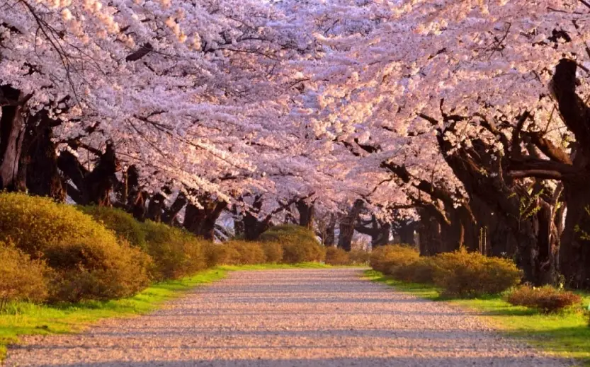 東京櫻花晚開 東京櫻花晚開
