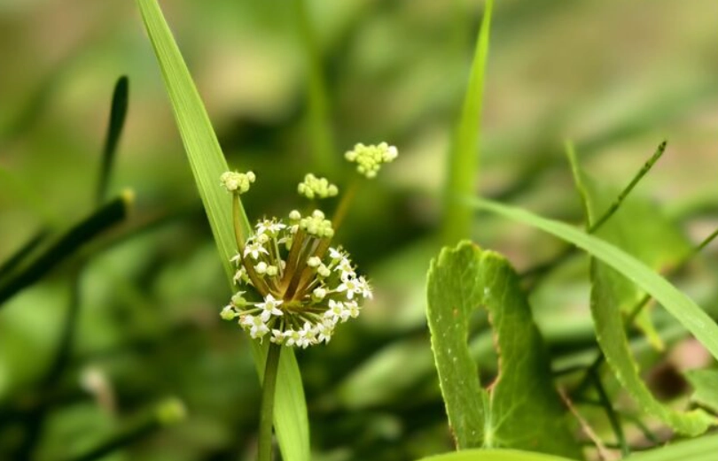 金錢草開花風水