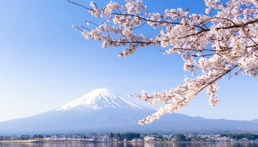 櫻花前線 櫻花前線