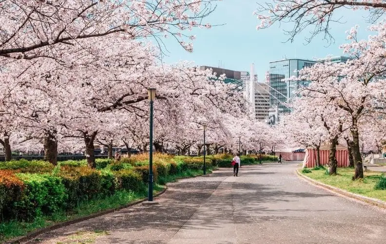 櫻花前線 櫻花前線
