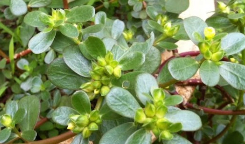 馬齒莧食用方法