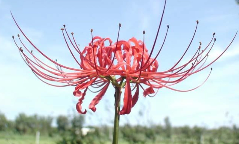 紅花石蒜開花時間