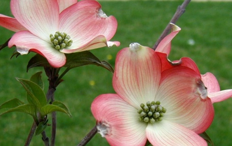 四照花栽培技巧