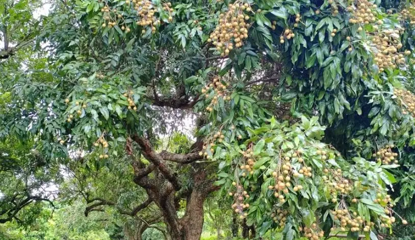 龍眼樹種植壽命