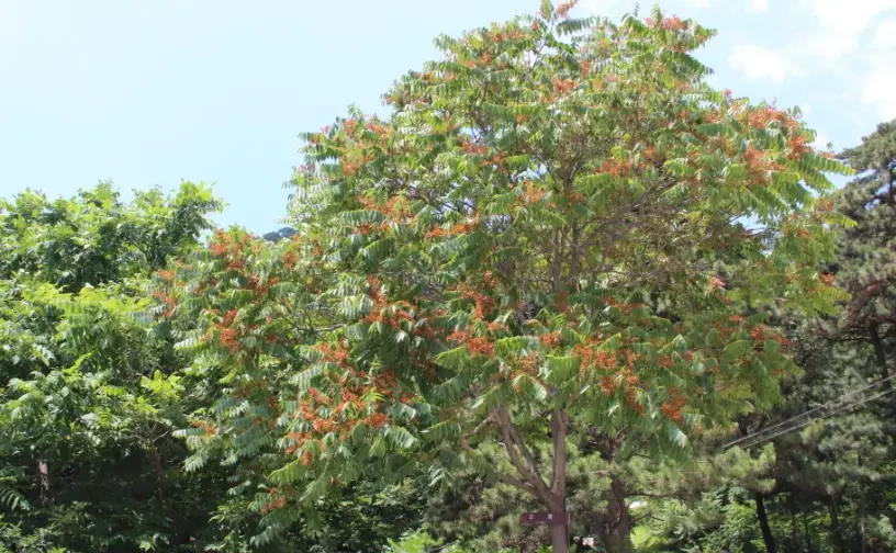 香椿樹功效
