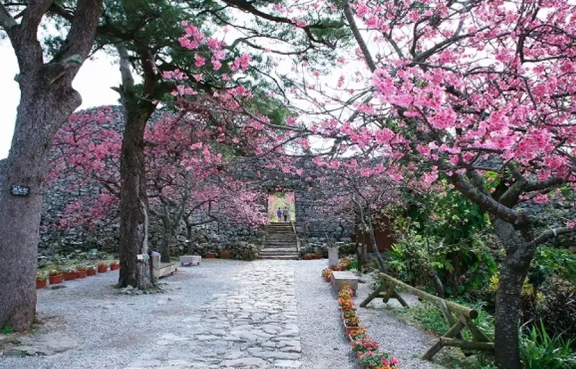 櫻花前線最早 櫻花前線最早