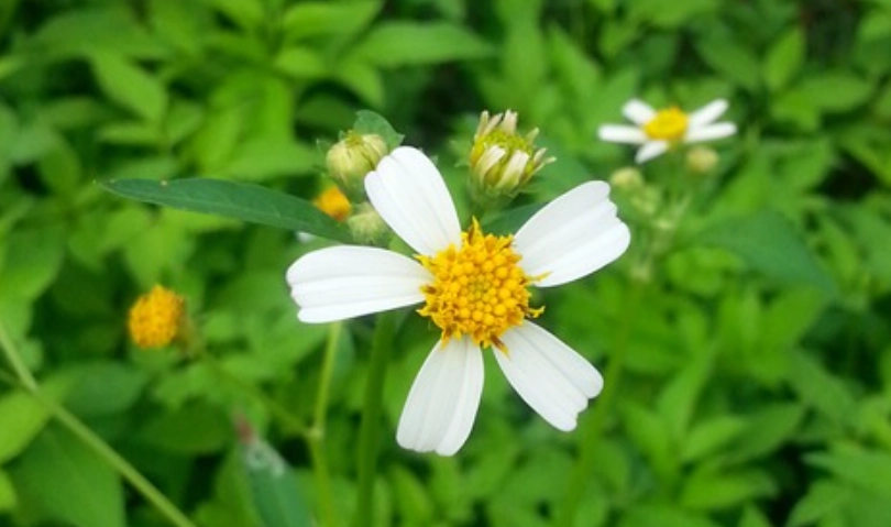 白花鬼頭針使用方法