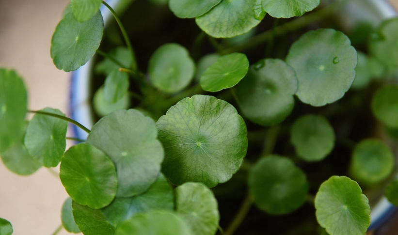 金錢草盆栽照顧