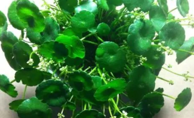 金錢草開花風水