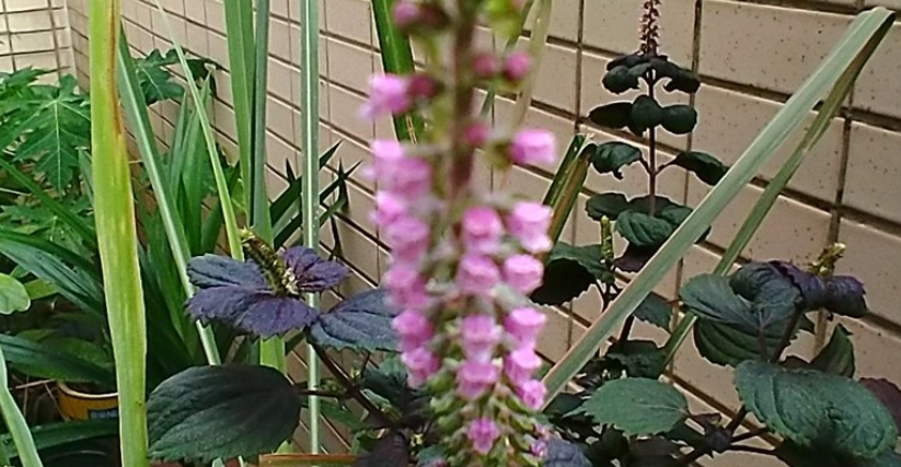 紫蘇花使用方法