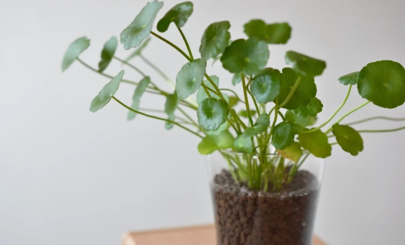 金錢草盆栽風水