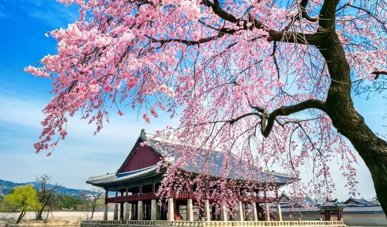 2026京都櫻花預測