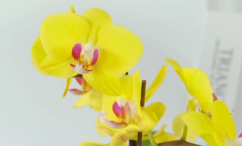 蝴蝶蘭開花方法