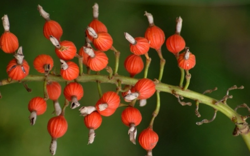 月桃果實好處