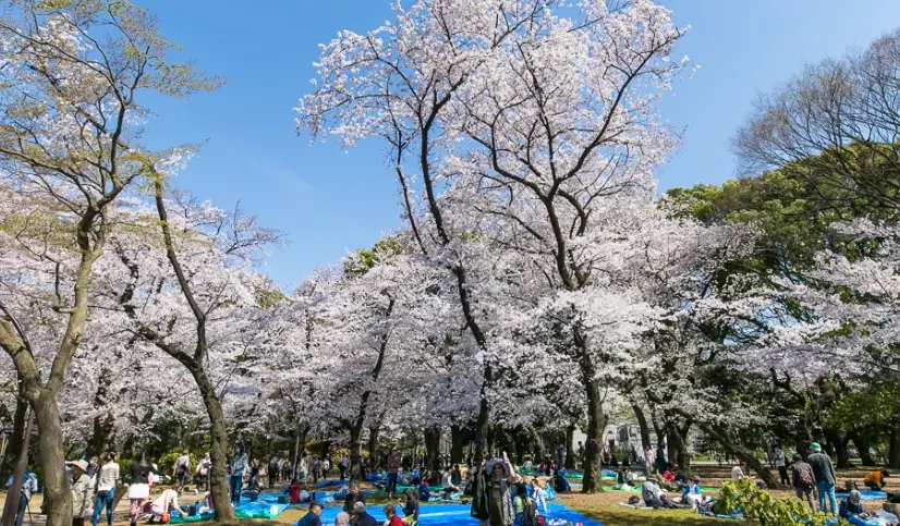 東京櫻花晚開 東京櫻花晚開