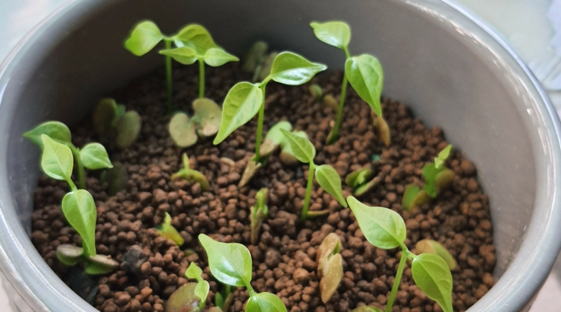 蒜香藤發芽方法