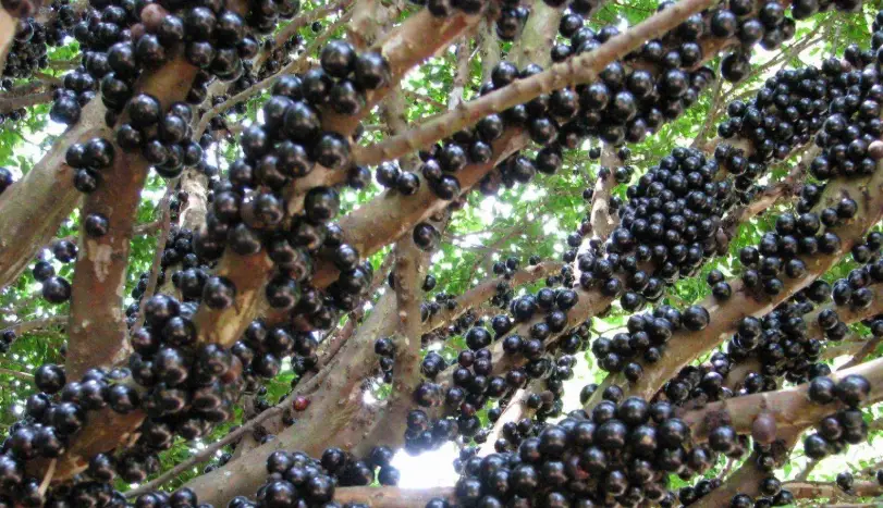 嘉寶果食用方法